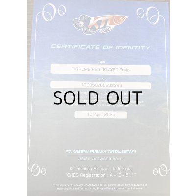 画像5: 紅龍　EXTREME RED -SLAYER Style-(20cm±）【2】