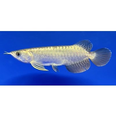 画像1: 過背金龍　FOREVER ArowanaAquaculture(11)