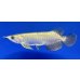 画像1: 過背金龍　FOREVER ArowanaAquaculture(11) (1)