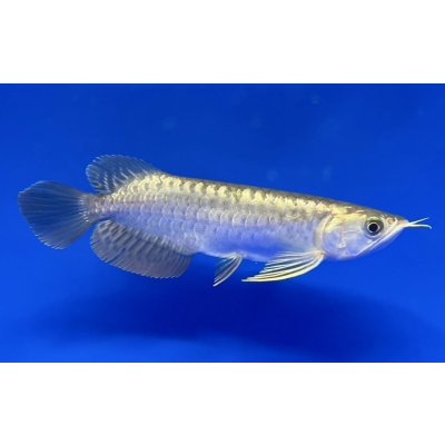 画像2: 過背金龍　FOREVER ArowanaAquaculture(11)