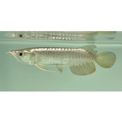 画像1: 過背金龍　FOREVER ArowanaAquaculture(7)