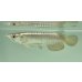 画像1: 過背金龍　FOREVER ArowanaAquaculture(7) (1)