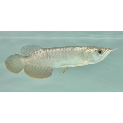 画像2: 過背金龍　FOREVER ArowanaAquaculture(10)