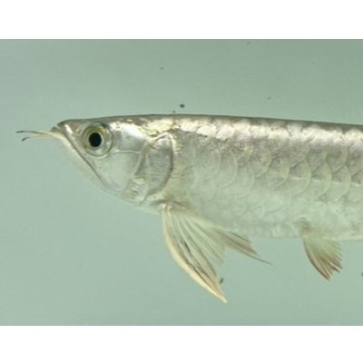 画像3: 過背金龍　FOREVER ArowanaAquaculture(5)