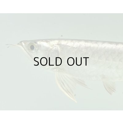 画像3: 過背金龍　FOREVER ArowanaAquaculture(3)