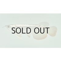 過背金龍　FOREVER ArowanaAquaculture(3)