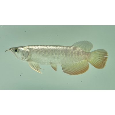 画像1: 過背金龍　FOREVER ArowanaAquaculture(9)