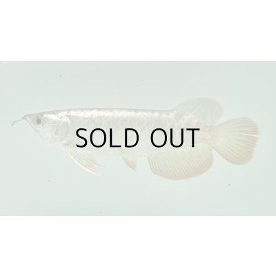 画像1: 過背金龍　FOREVER ArowanaAquaculture(3)