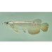 画像1: 過背金龍　FOREVER ArowanaAquaculture(9) (1)