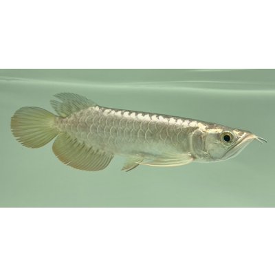 画像2: 過背金龍　FOREVER ArowanaAquaculture(7)