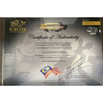 画像5: 過背金龍　FOREVER ArowanaAquaculture(5)