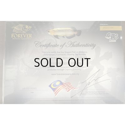 画像5: 過背金龍　FOREVER ArowanaAquaculture(3)