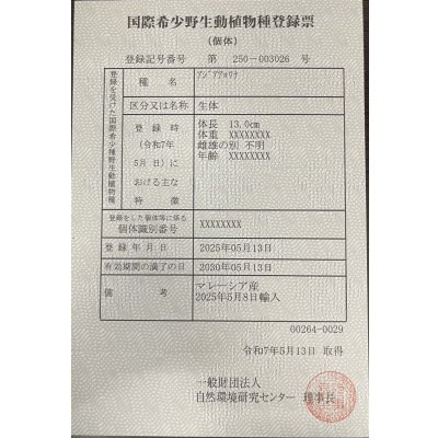 画像6: 過背金龍　FOREVER ArowanaAquaculture(5)