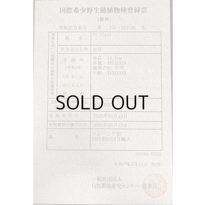 画像6: 過背金龍　FOREVER ArowanaAquaculture(3)