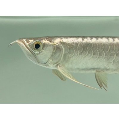 画像3: 過背金龍　FOREVER ArowanaAquaculture(6)