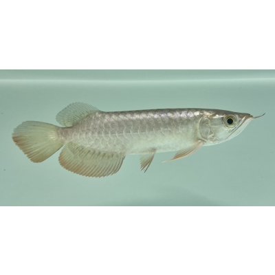 画像2: 過背金龍　FOREVER ArowanaAquaculture(8)