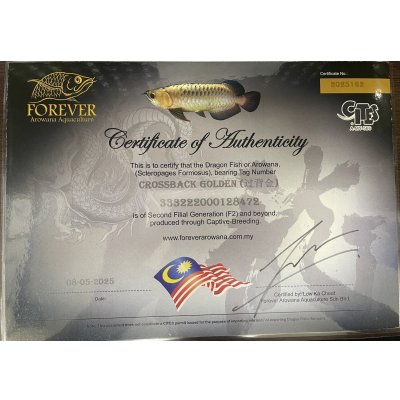 画像5: 過背金龍　FOREVER ArowanaAquaculture(6)