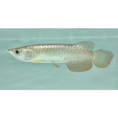 画像1: 過背金龍　FOREVER ArowanaAquaculture(10)