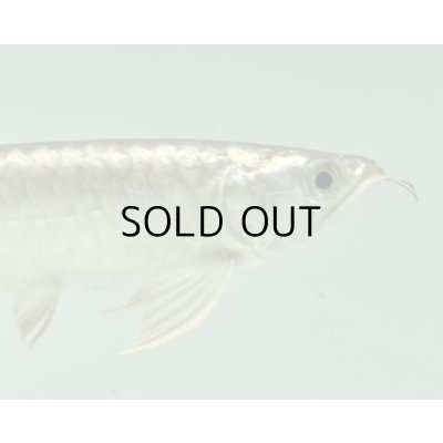 画像4: 過背金龍　FOREVER ArowanaAquaculture(3)