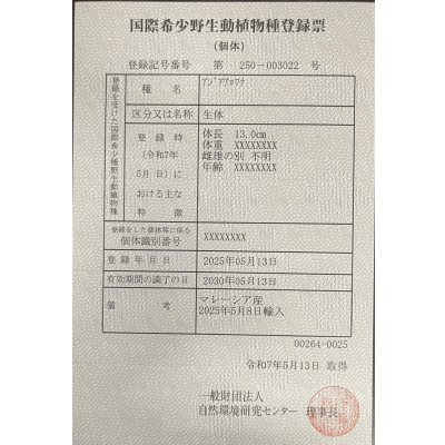 画像6: 過背金龍　FOREVER ArowanaAquaculture(6)