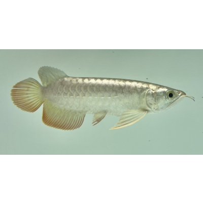 画像2: 過背金龍　FOREVER ArowanaAquaculture(9)