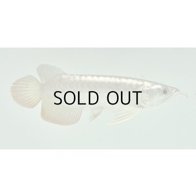 画像2: 過背金龍　FOREVER ArowanaAquaculture(3)