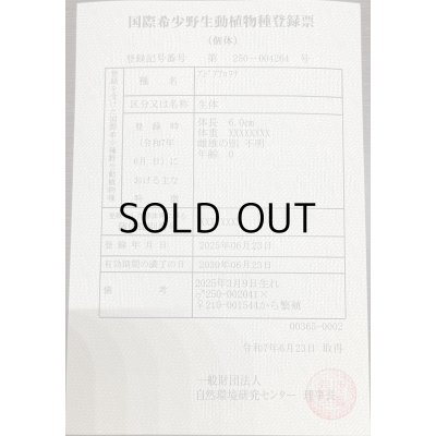 画像3: 過背金龍　ピンポイント国内繁殖個体(2)