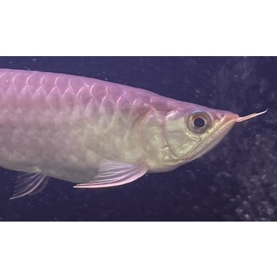 画像4: 紅龍　EXTREME RED -SUMO Style-(20cm±）【2】