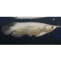 紅龍　EXTREME RED -SUMO Style-(22cm±）【1】