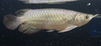 紅龍　EXTREME RED -SUMO Style-(22cm±）【1】
