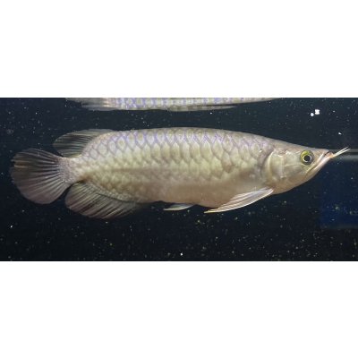 画像1: 紅龍　EXTREME RED -SUMO Style-(22cm±）【1】