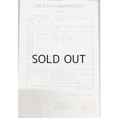 画像3: 過背金龍　ピンポイント国内繁殖個体(5)
