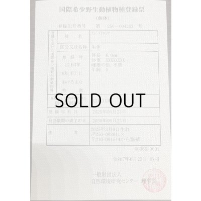 画像3: 過背金龍　ピンポイント国内繁殖個体(1)