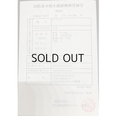 画像3: 過背金龍　ピンポイント国内繁殖個体(4)