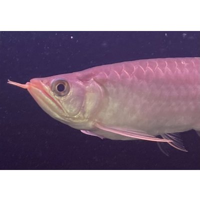 画像3: 紅龍　EXTREME RED -SUMO Style-(20cm±）【2】