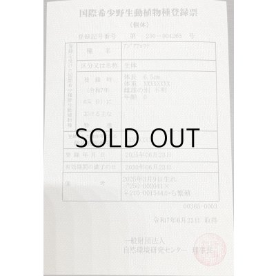 画像3: 過背金龍　ピンポイント国内繁殖個体(3)