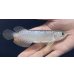 画像1: 紅尾金龍　FOREVER Arowana Aquaculture(6） (1)