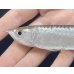 画像4: 紅尾金龍　FOREVER Arowana Aquaculture(2）