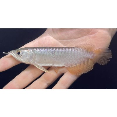画像2: 紅尾金龍　FOREVER Arowana Aquaculture(7）
