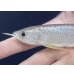 画像4: 紅尾金龍　FOREVER Arowana Aquaculture(3）