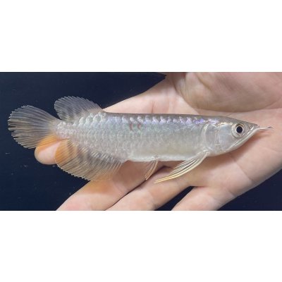 画像1: 紅尾金龍　FOREVER Arowana Aquaculture(7）