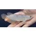 画像1: 紅尾金龍　FOREVER Arowana Aquaculture(7） (1)