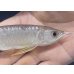 画像3: 紅尾金龍　FOREVER Arowana Aquaculture(1）