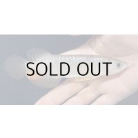 紅尾金龍　FOREVER Arowana Aquaculture(1）