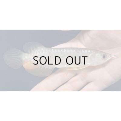 画像1: 紅尾金龍　FOREVER Arowana Aquaculture(1）