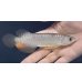 画像1: 紅尾金龍　FOREVER Arowana Aquaculture(1） (1)