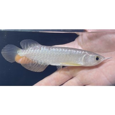 画像1: 紅尾金龍　FOREVER Arowana Aquaculture(3）