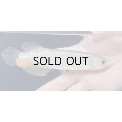 画像1: 紅尾金龍　FOREVER Arowana Aquaculture(3）