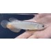画像1: 紅尾金龍　FOREVER Arowana Aquaculture(3） (1)