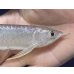 画像3: 紅尾金龍　FOREVER Arowana Aquaculture(7）